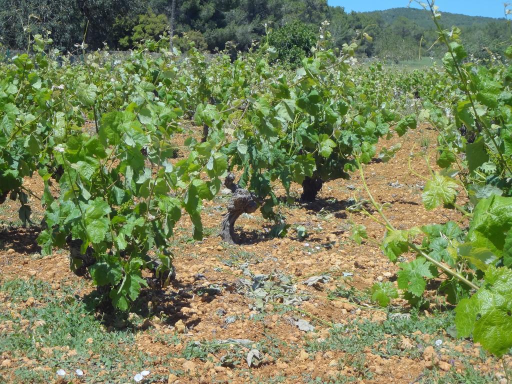 Sa Vinya D'en Palerm Estadia no rancho *