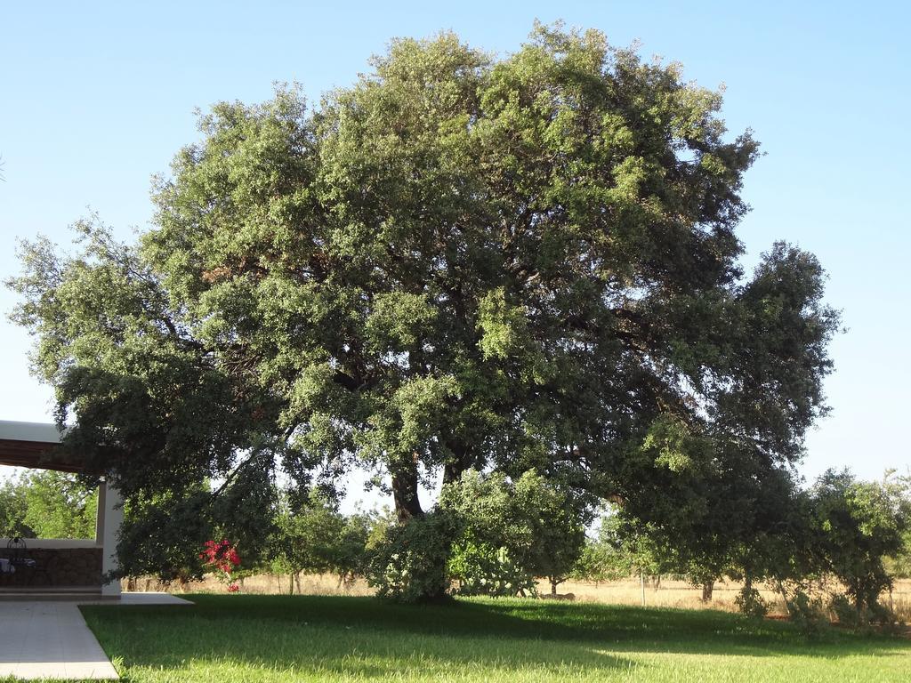 Estadia no rancho Sa Vinya D'en Palerm *